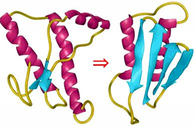 Fig. 1 Conformational change from the normal prion protein (left) to the abnormal prion protein (right)