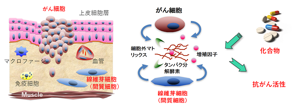 Imc 微生物化学研究所 研究組織 第1生物活性研究部