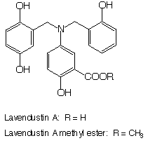 Lavendustin_1