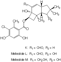 Melleolide_1