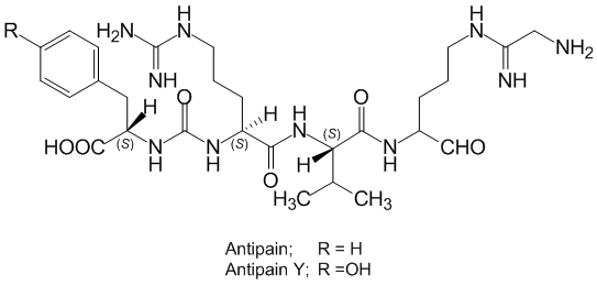 Antipain_1